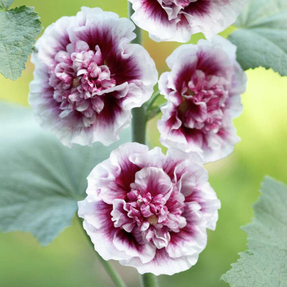 Stokrose 'Creme de Cassis'